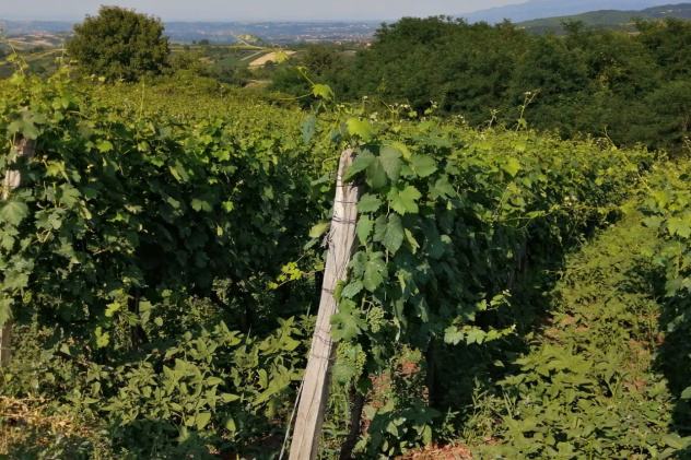 Стажировка в Сербии