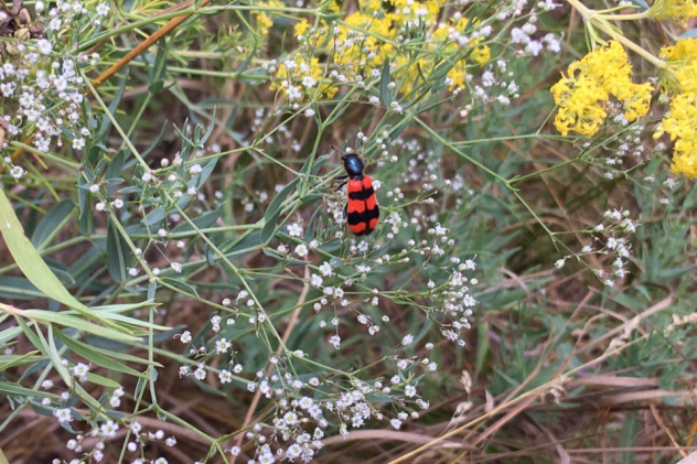Краеведческая школа Камышин Краеведческая школа Камышин
