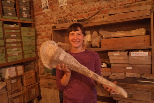 Кость мамонта Кость мамонта