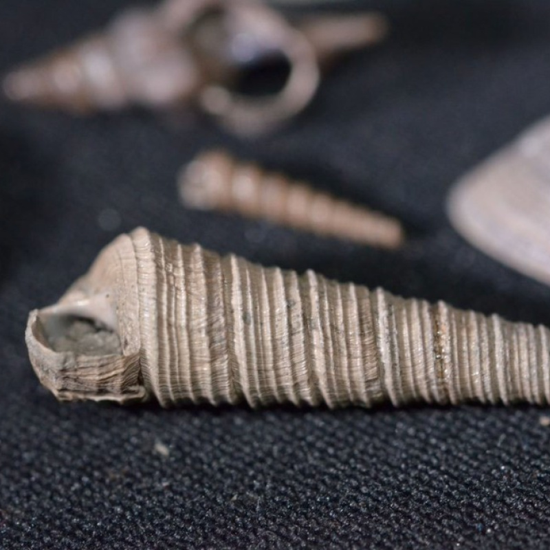 Географы РГУ имени С.А. Есенина изучают ископаемый микромир юрского периода