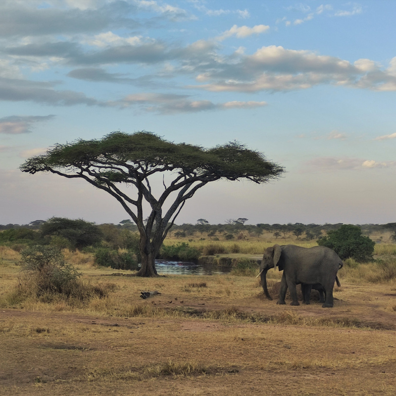 В африканской саванне В африканской саванне