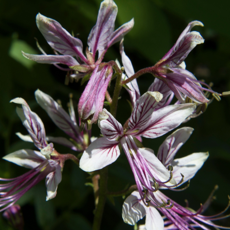 Ясенец Кавказский Ясенец Кавказский