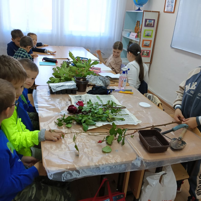 Черенкование роз