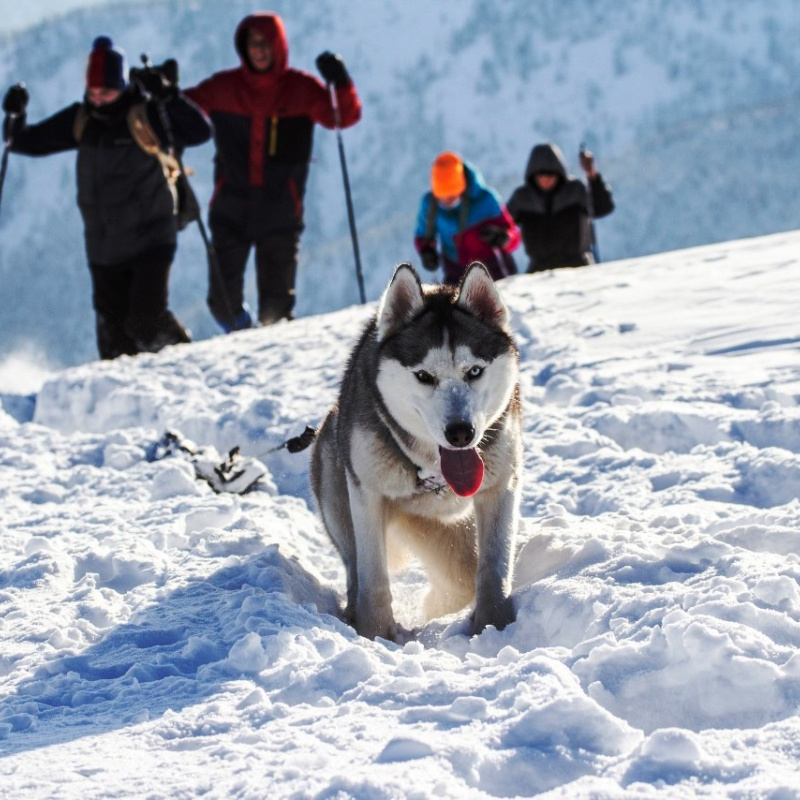 МК РГО на базе НФИ КемГУ (г. Новокузнецк) МК РГО на базе НФИ КемГУ (г. Новокузнецк)