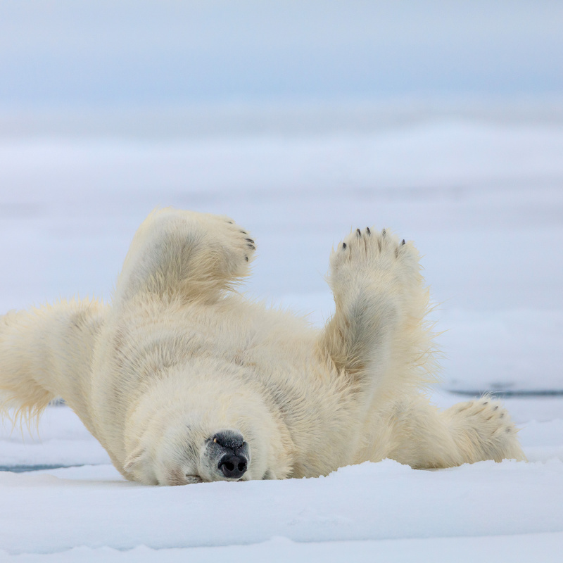 Белый медведь