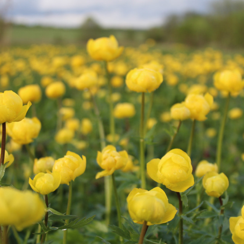 Валерий Савин