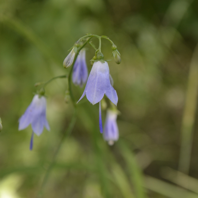 Бубенчик лилиелистный Бубенчик лилиелистный