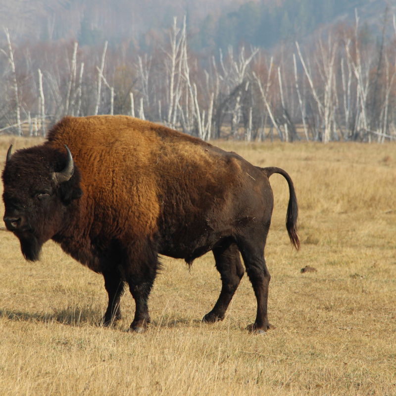 Галина Хорева, участница фотоконкурса РГО "Самая красивая страна"