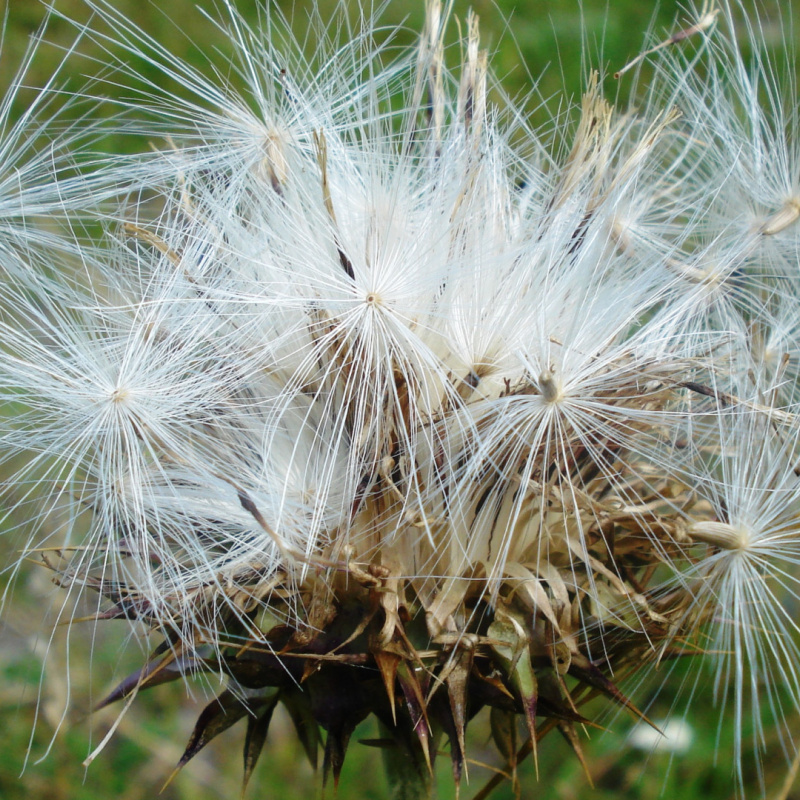 Марина Кузина