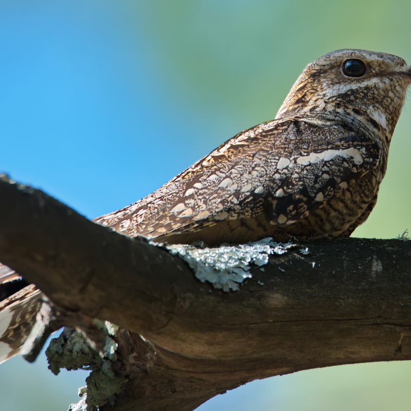 Михайлюк Дмитрий, участник фотоконкурса РГО "Самая красивая страна" Михайлюк Дмитрий, участник фотоконкурса РГО "Самая красивая страна"