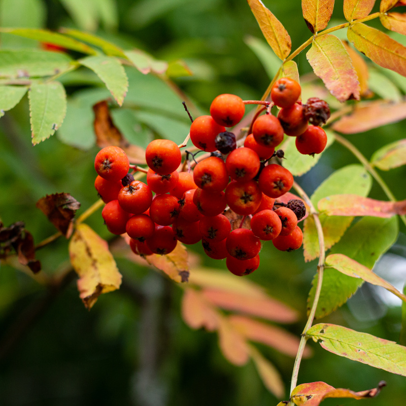 Фенологические заметки: рябина обыкновенная Фенологические заметки: рябина обыкновенная