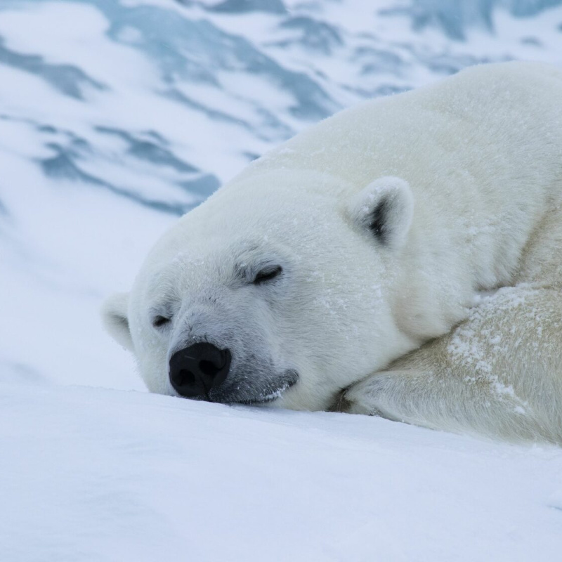 Кадр из фильма "Я - белый медведь"