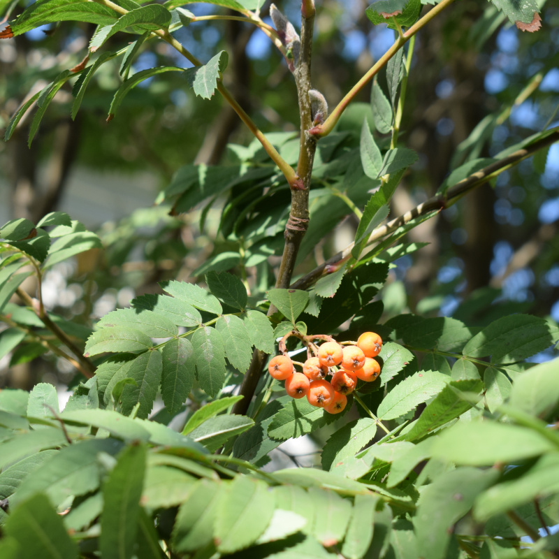 Курс "Познаем природу вместе. 2.0"