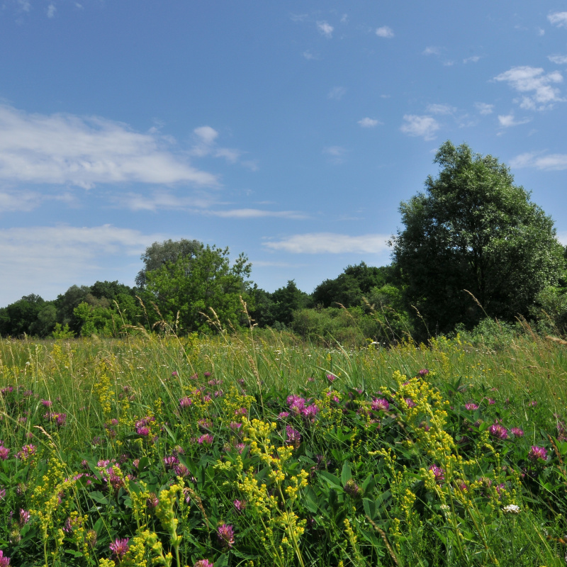 Тамбовская лесостепь Тамбовская лесостепь