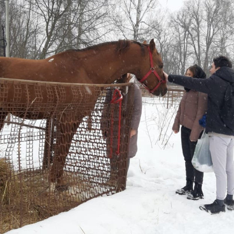 Молодежный клуб РГО на конном заводе в Подмосковье Молодежный клуб РГО на конном заводе в Подмосковье