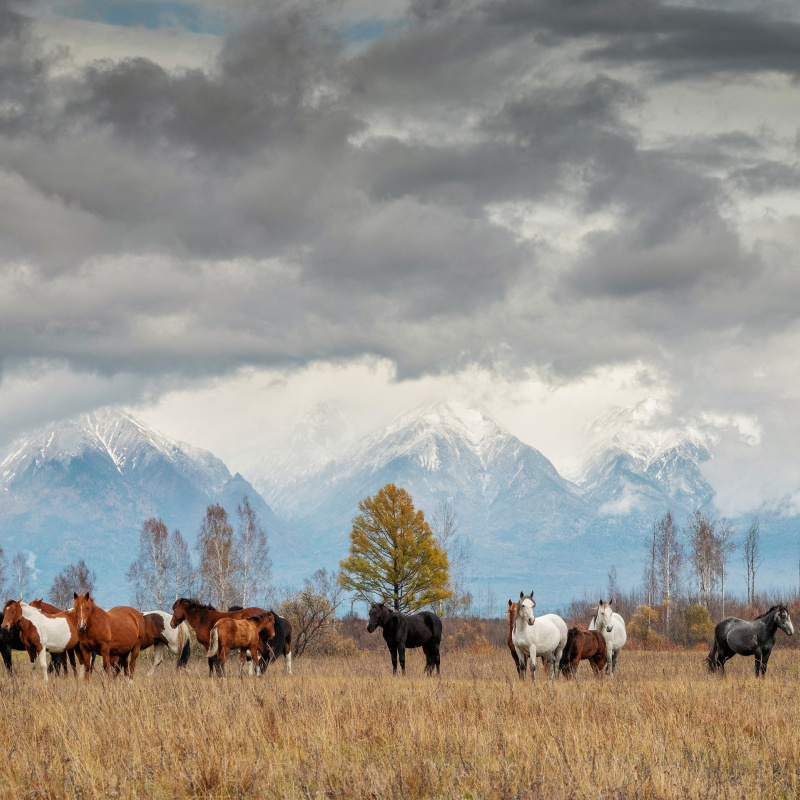 "Тункинская долина осенью" "Тункинская долина осенью"