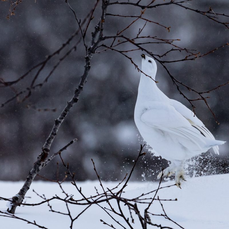 Ольга Бобкова, участница фотоконкурса РГО "Самая красивая страна" Ольга Бобкова, участница фотоконкурса РГО "Самая красивая страна"