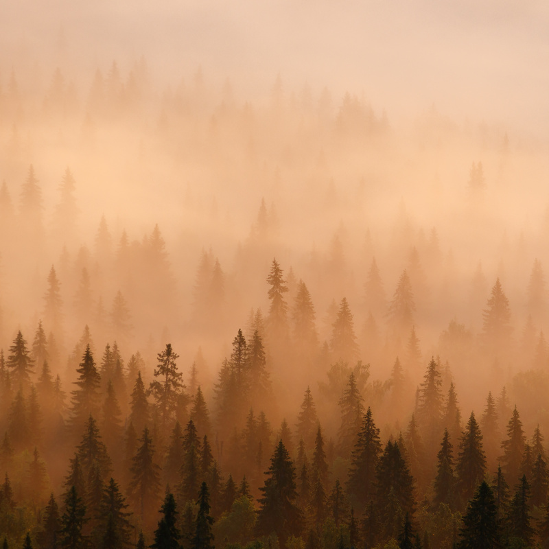 Мистический лес Мистический лес