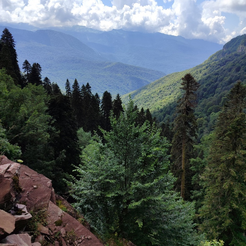 Заповедный лес Заповедный лес