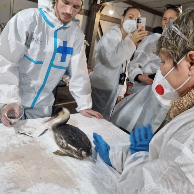 Кормление птиц