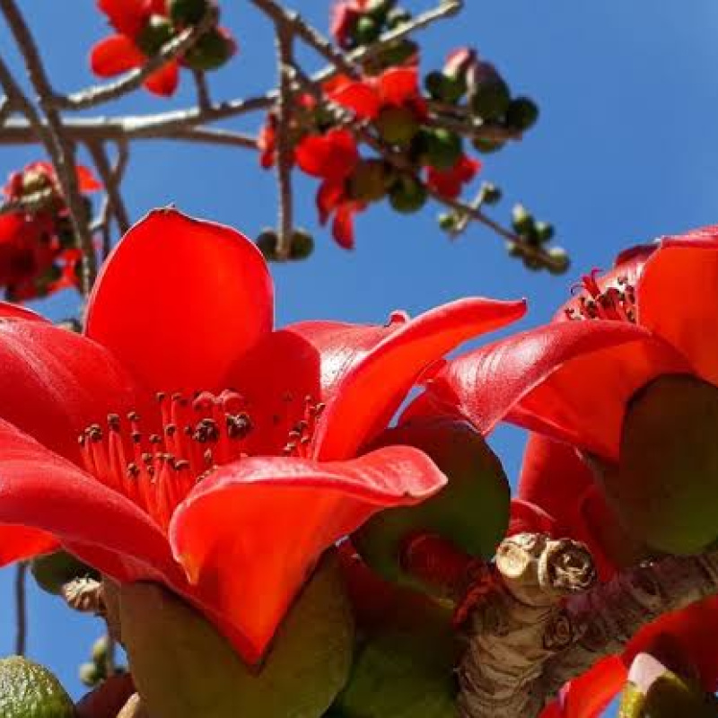 бомбакс-сейба бомбакс-сейба