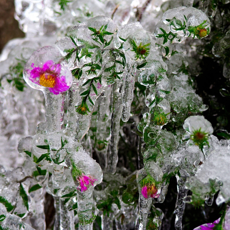 Хрустальные цветы