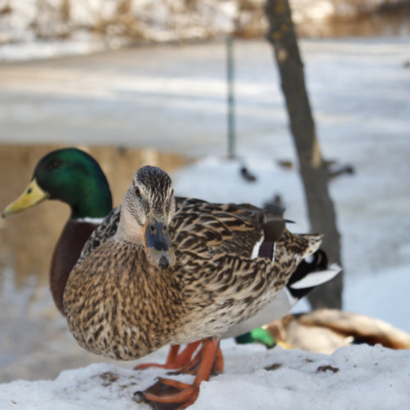Лариса Белашова, участник фотоконкурса РГО "Самая красивая страна" Лариса Белашова, участник фотоконкурса РГО "Самая красивая страна"
