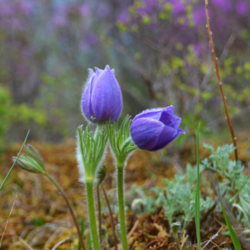 Мария Синяткина, участник фотоконкурса РГО "Самая красивая страна" Мария Синяткина, участник фотоконкурса РГО "Самая красивая страна"