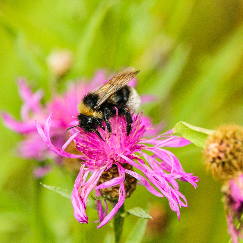 Трудящийся шмель Трудящийся шмель