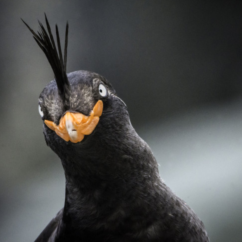 Антон Гутманн, участник фотоконкурса РГО "Самая красивая страна"