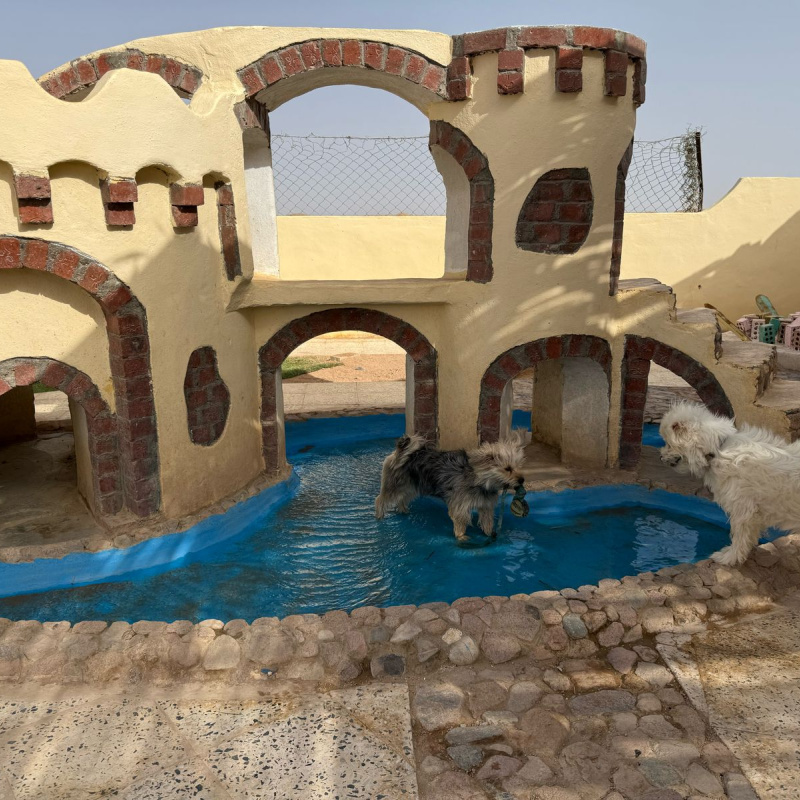 приют для животных приют для животных