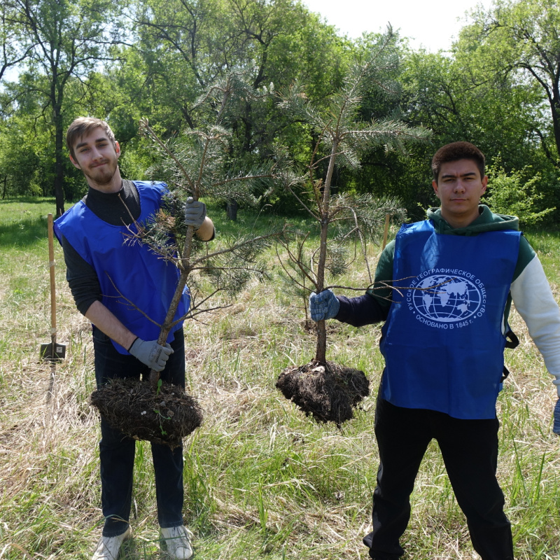 Посадка деревьев 