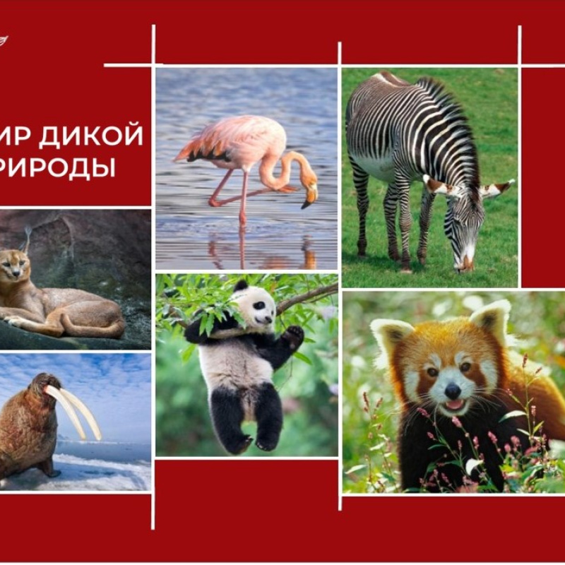 конкурс "Мир дикой природы" конкурс "Мир дикой природы"