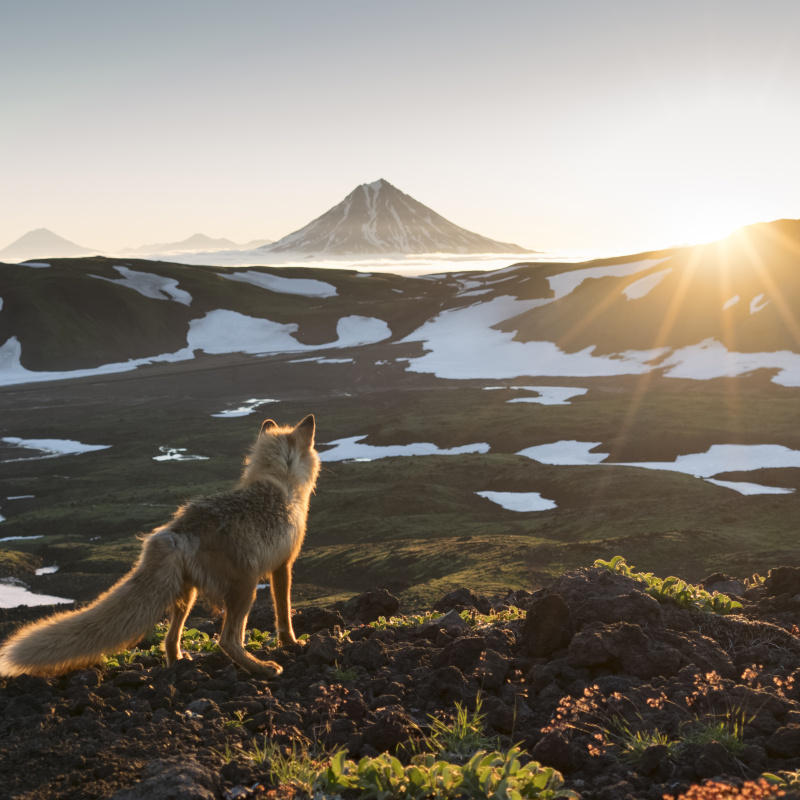 Мудрый лис встречает рассвет Мудрый лис встречает рассвет