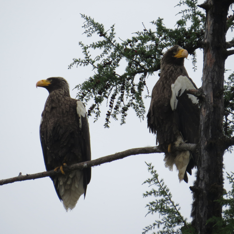 Белоплечие орланы Белоплечие орланы