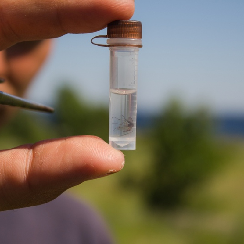 Образец комара