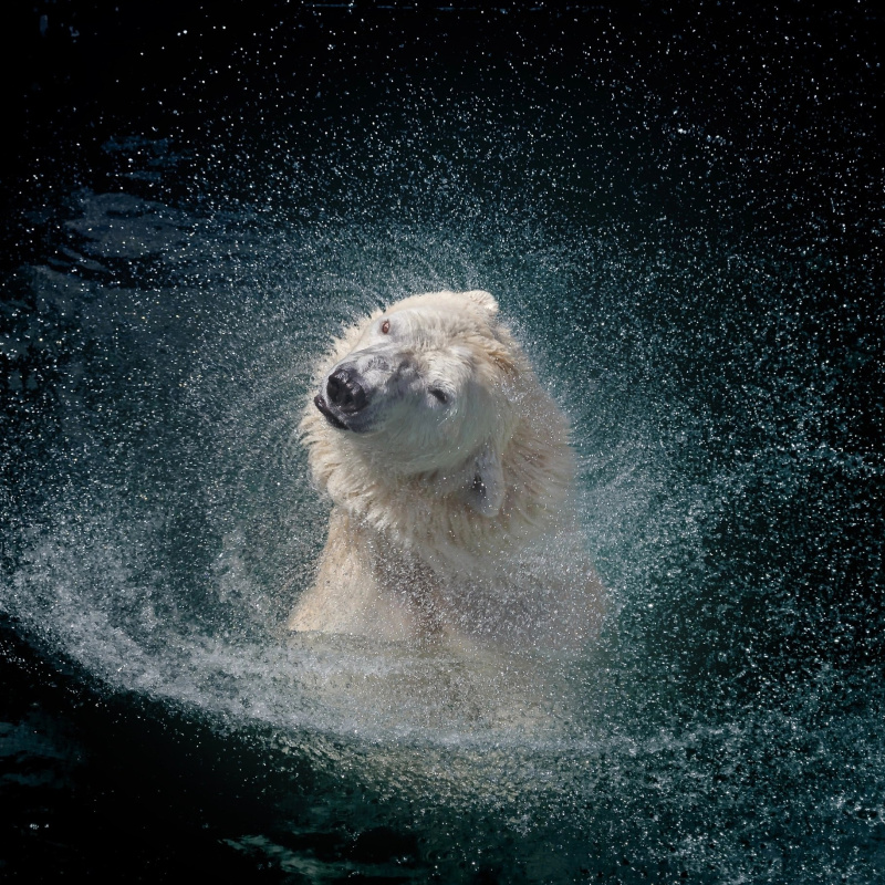 В созвездии белой медведицы В созвездии белой медведицы