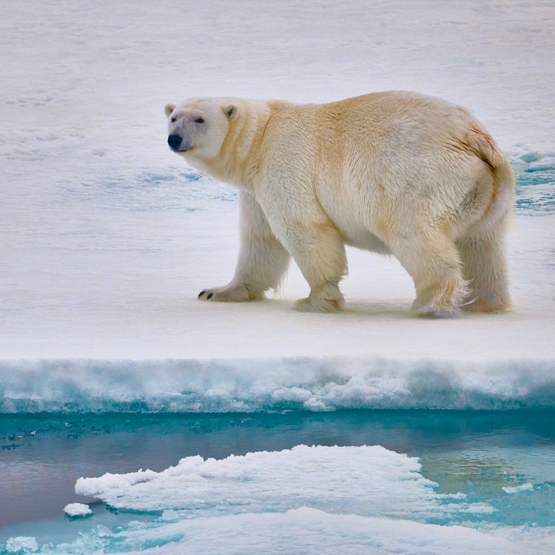 Белая медведица Белая медведица