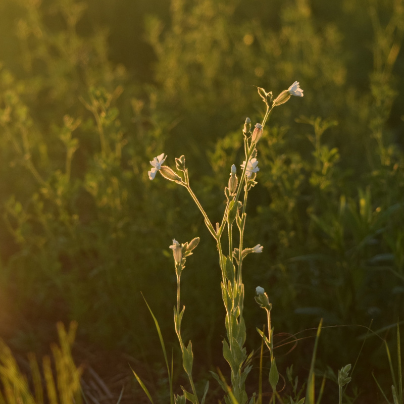 Природа Владимирской области