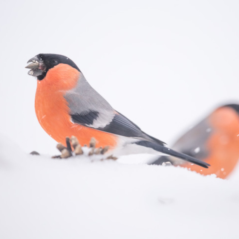 Елена Хорохорина, участник фотоконкурса РГО "Самая красивая страна" Елена Хорохорина, участник фотоконкурса РГО "Самая красивая страна"