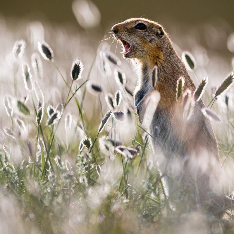 Суслики, рассчитайтесь по одному!
