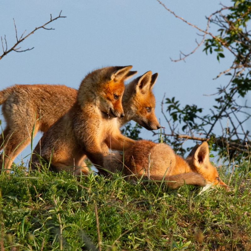 В. Низов В. Низов