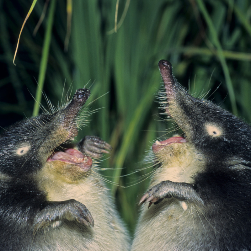 Николай Шпиленок