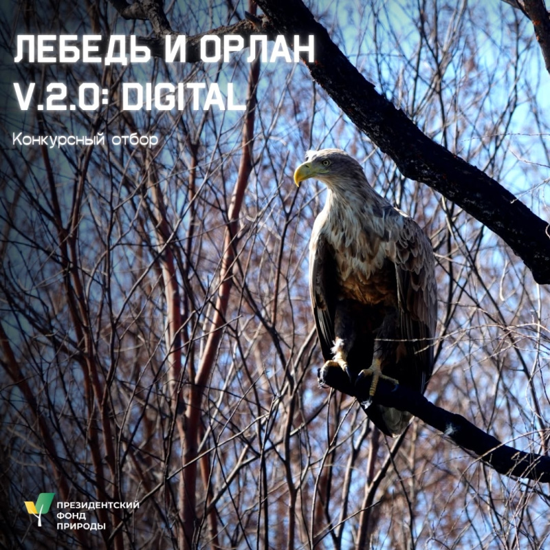 Лебедь и Орлан 2.0 Лебедь и Орлан 2.0