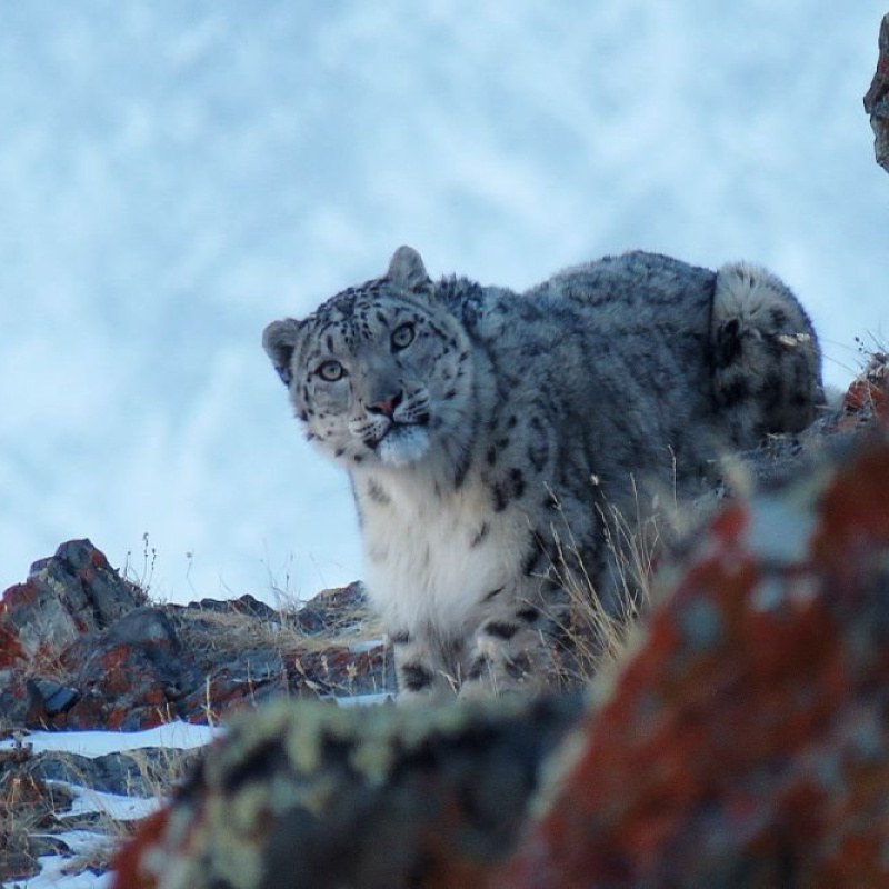 Самка снежного барса. Снято в Сайлюгемском парке