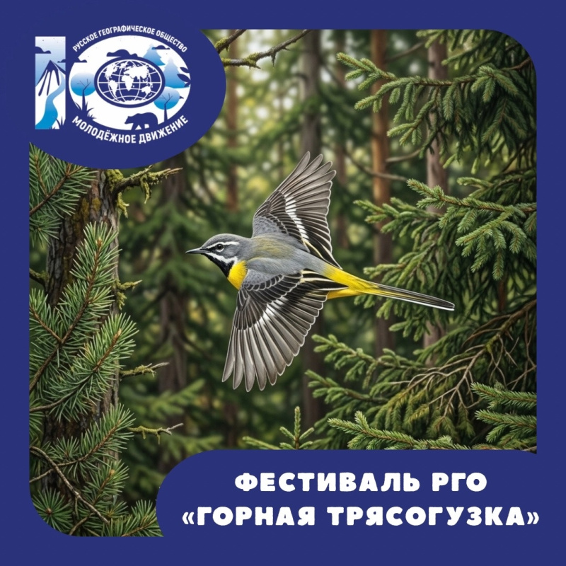 Горная трясогузка