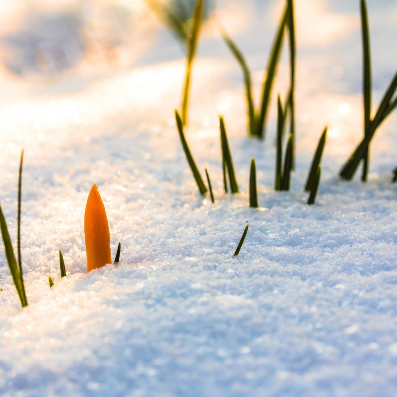 Фенологическая сеть РГО