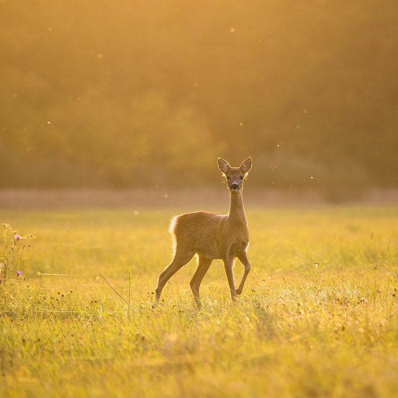 Волшебная поляна Волшебная поляна