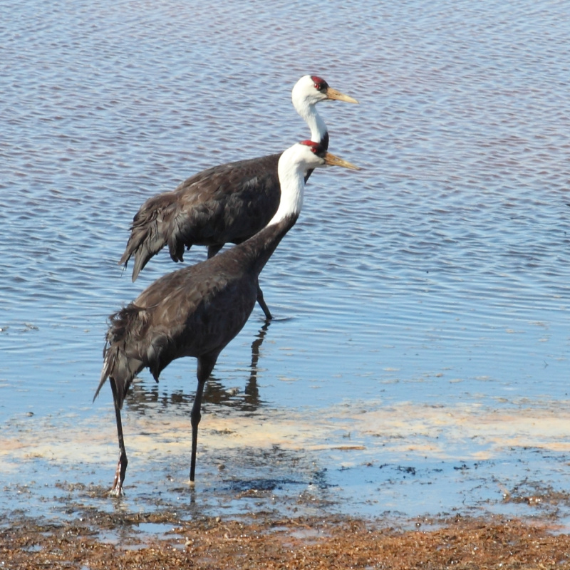 Чёрные журавли