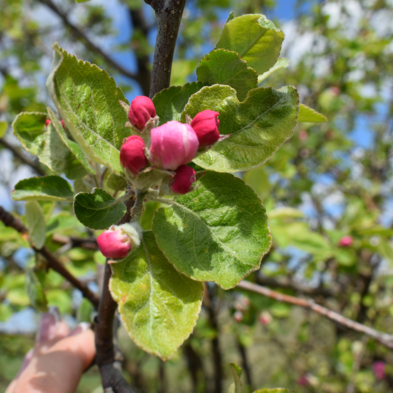"Плоды науки: шпионим за деревьями и не только"